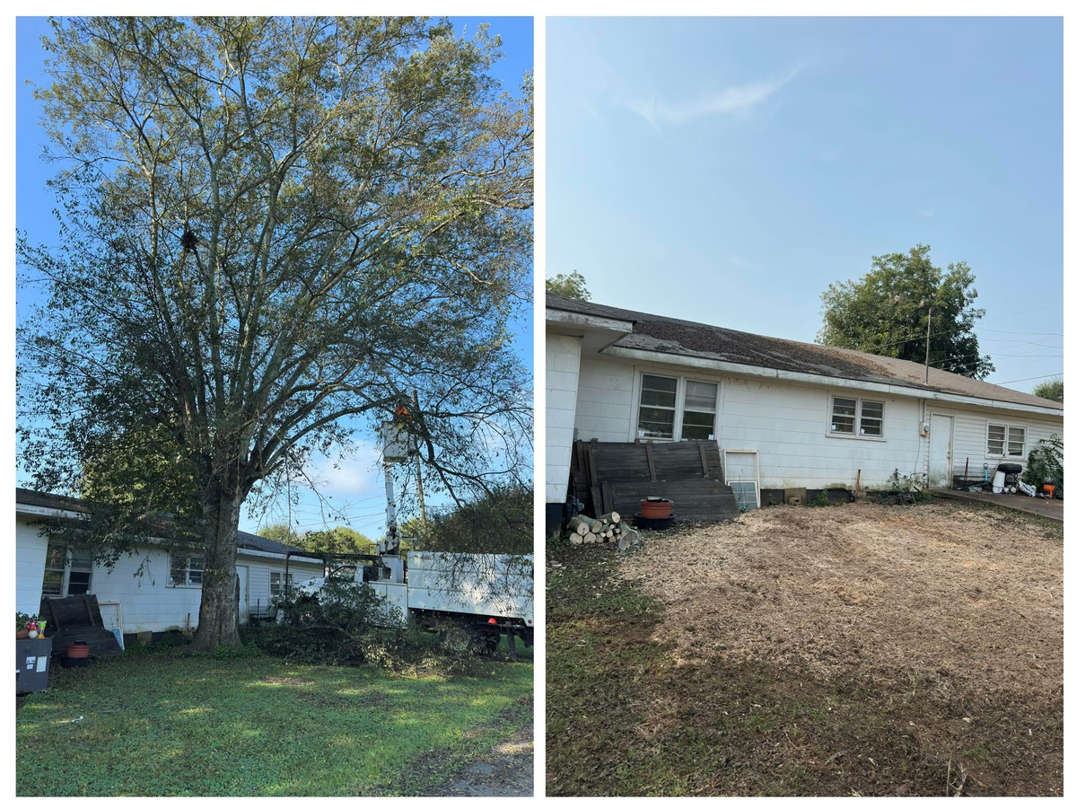 Stump Grinding, Before & After