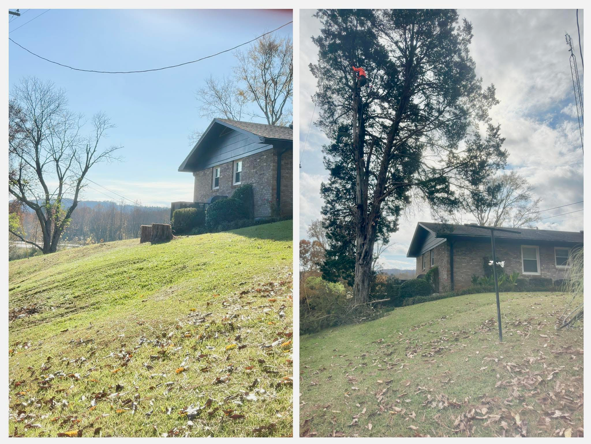 Tree service in Sheffield, AL