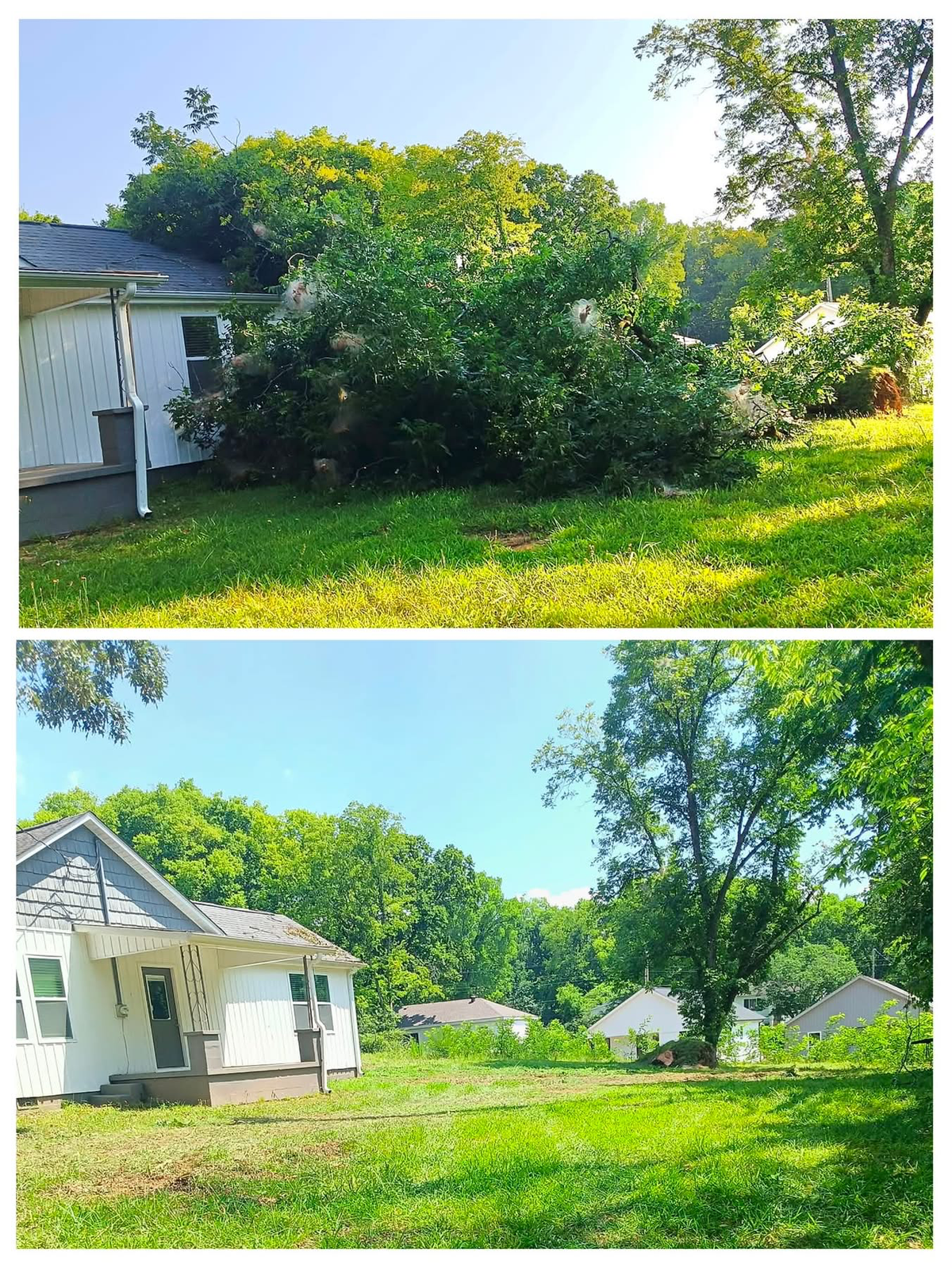 Tree Removal from Home, Before & After