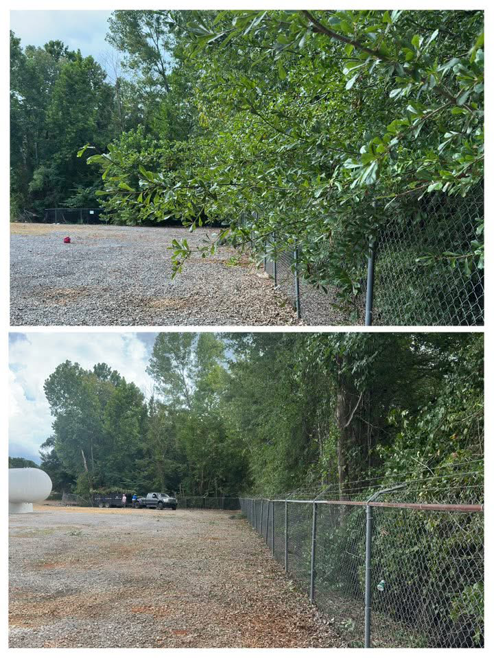 Tree Trimming, Before & After